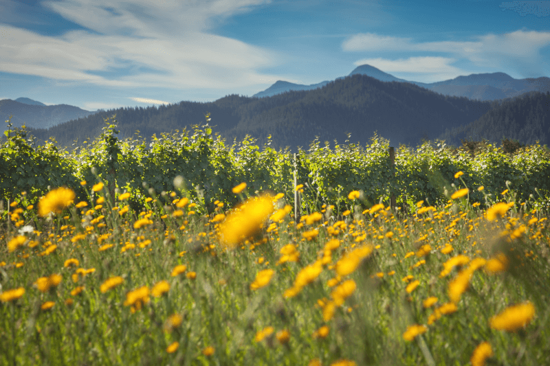 Southbank Estate のブドウ樹 Southbank Estate のブドウ樹