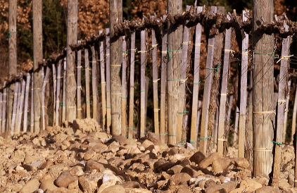 つる性植物-典型的な石灰質土壌