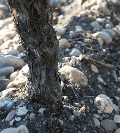 ブドウ畑の砂利質土壌