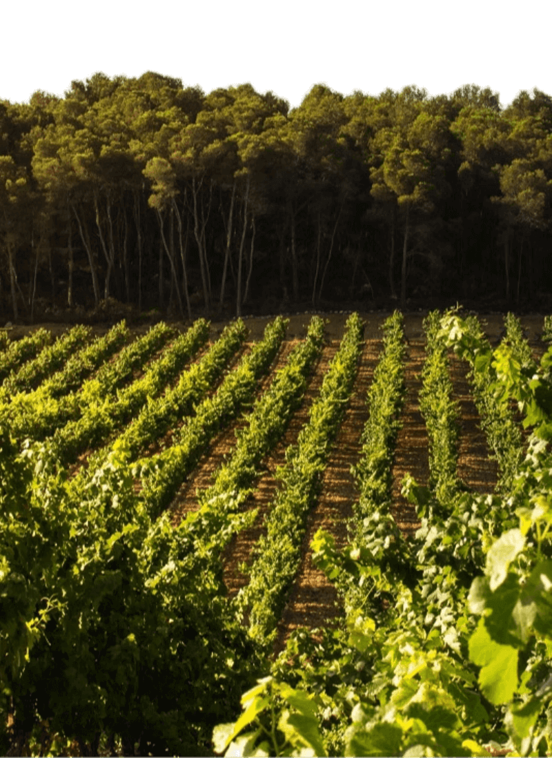 ドメーヌ・ド・カステルノー ブドウの木