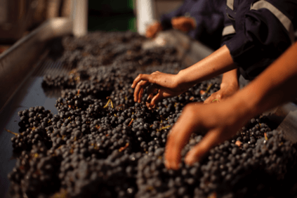 ブドウの手動選別