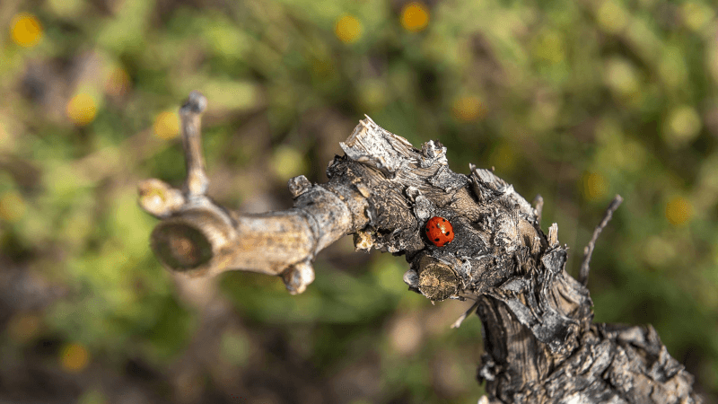 サステナビリティの実践
