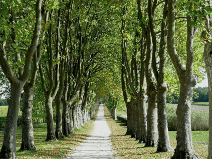 葡萄の木に挟まれた城への登り口 葡萄の木に挟まれた城への登り口