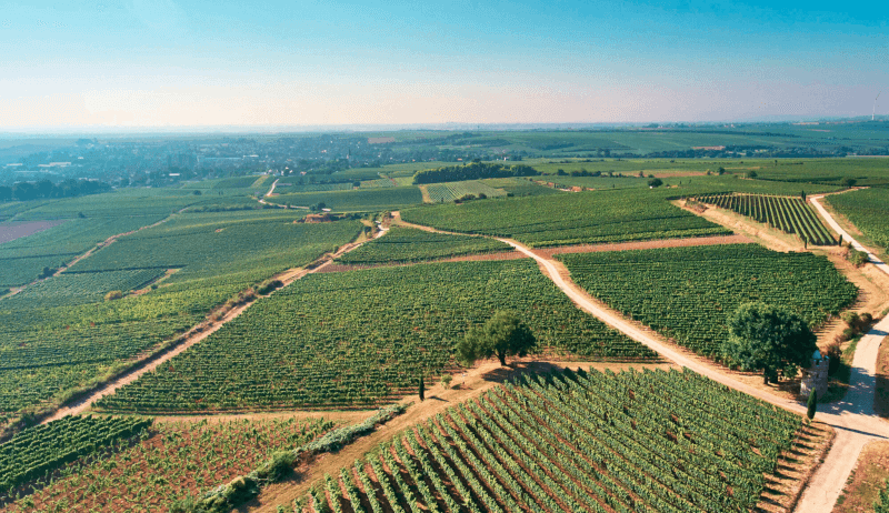 ブドウ畑の航空写真