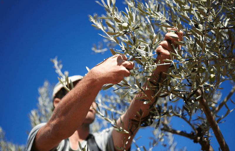 ラ・チナータ オリーブ収穫