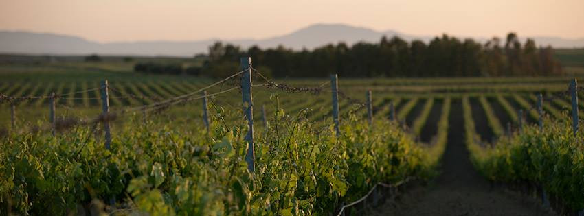 ワイナリー アルジオラス・サルディーニャ・ヴィンヤード