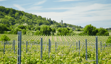 ハインリッヒ・フォルマーのブドウ畑を望む