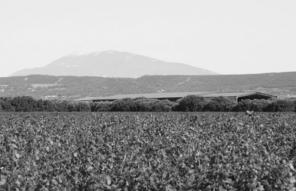 渓谷のワイン 渓谷のワイン