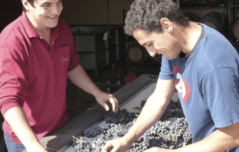 アルト・モンカヨのブドウのセレクション