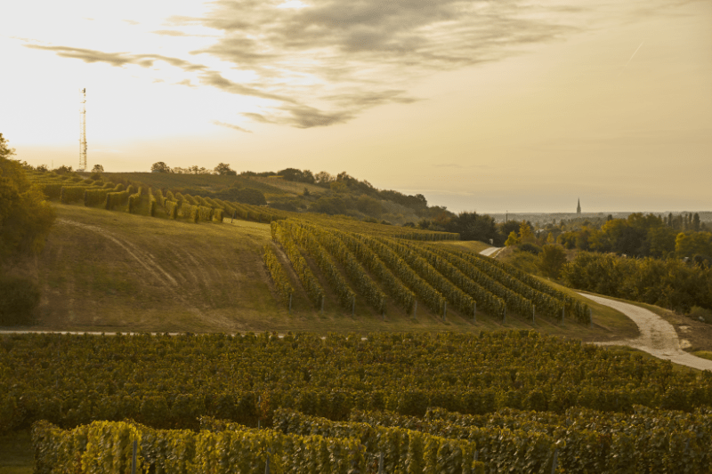 パノンのワイン産地における陽光豊かな気候