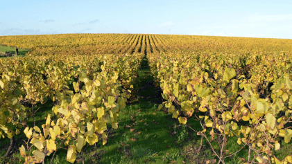 ドメーヌ・デュ・ボワ・ブリュレの葡萄畑