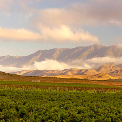 ヴィンヤード バイ グラハムベック アット ロバートソン