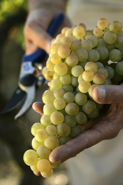 ガヴィワイン用コルテーゼのブドウ