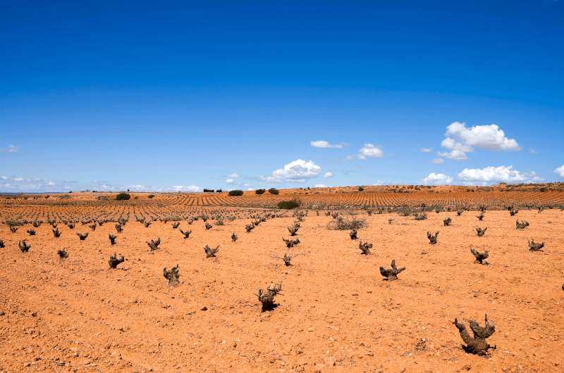 テラマーニャ・グループ・ジュミーリャ