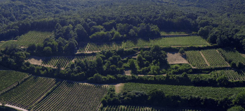 デイーズハイム・ペータースヘーレ