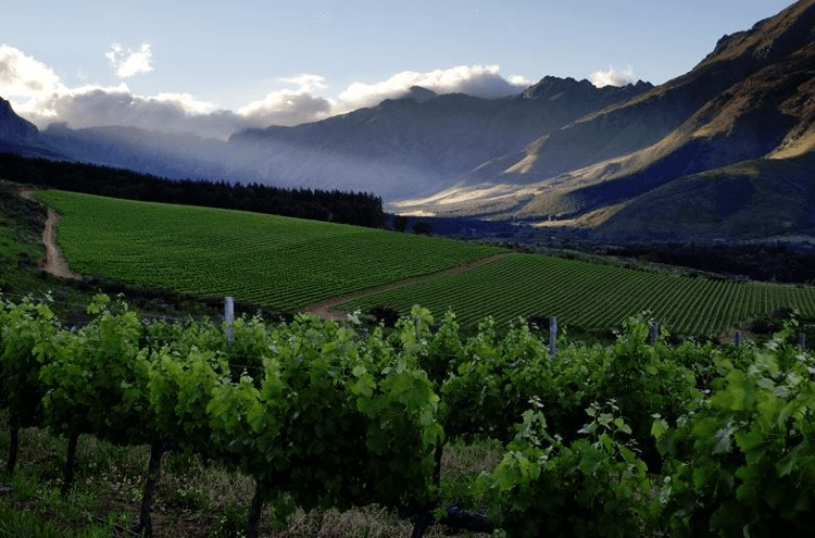 ステレンボッシュのニール・エリス・ヴィンヤード