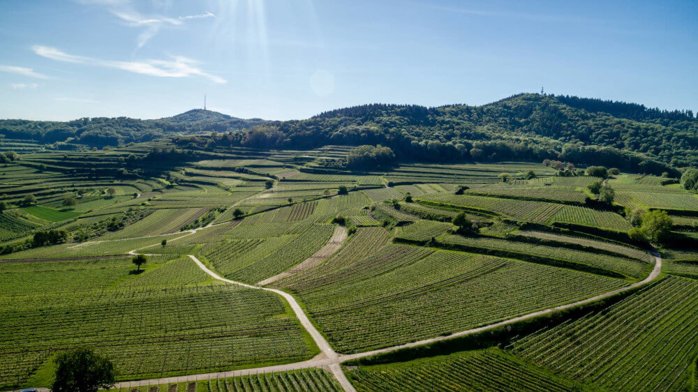 カイザーシュトゥールのブドウ畑
