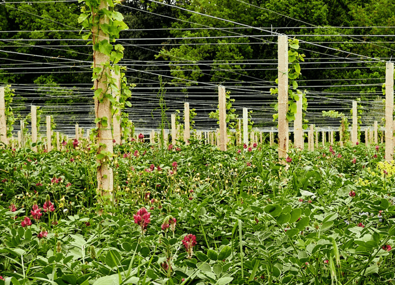 カンティーナ・オルソーニャのブドウの木に混じって生えているスーラという植物 カンティーナ・オルソーニャのブドウの木に混じって生えているスーラという植物