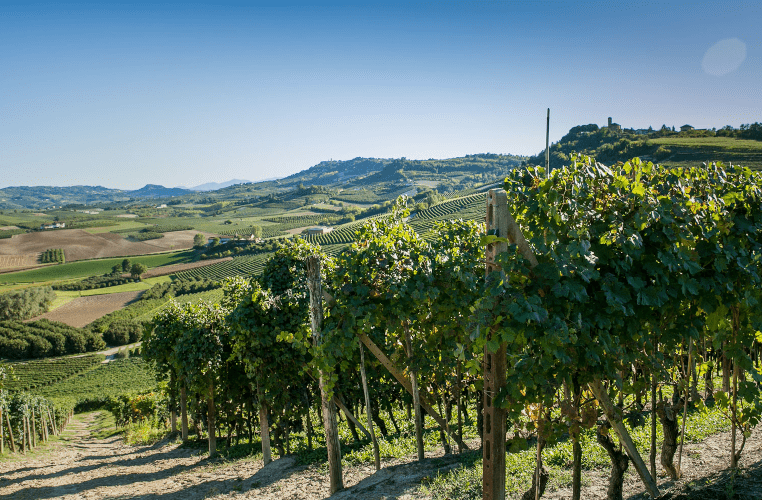 ヴィンヤード・ベル・コレ ヴィンヤード・ベル・コレ