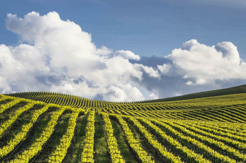 グレネリー・ヴィンヤード