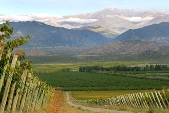 アルゼンチン ワイナリー フィンカ・ラスモラス フィンカ・ラスモラス - ブドウ栽培