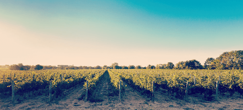 ドメーヌ・ドゥ・ラ・ボームのブドウ畑で