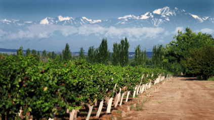 ぶどう畑からアンデス山脈を望む ぶどう畑からアンデス山脈を望む