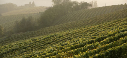 ガヴィ近郊のラ・スコルカ・ヴィンヤード