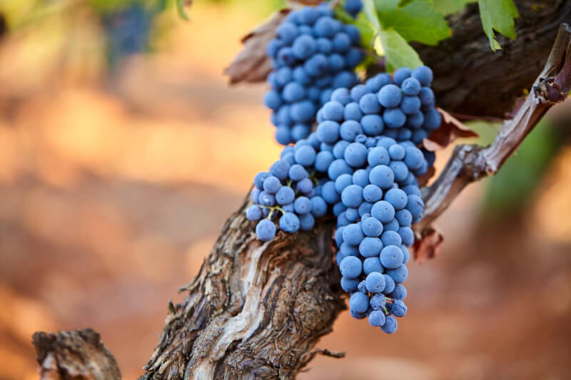 カンティーネ・サン・マルツァーノ プリミティーヴォの樹