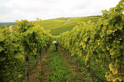 ヴィンツァーケラー・ゾンマーラッハのブドウ畑