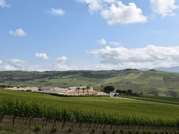 シチリア島のワイナリー「ステマリ」。