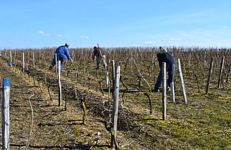 ドメーヌ・コルダイユ 葡萄畑の労働者たち