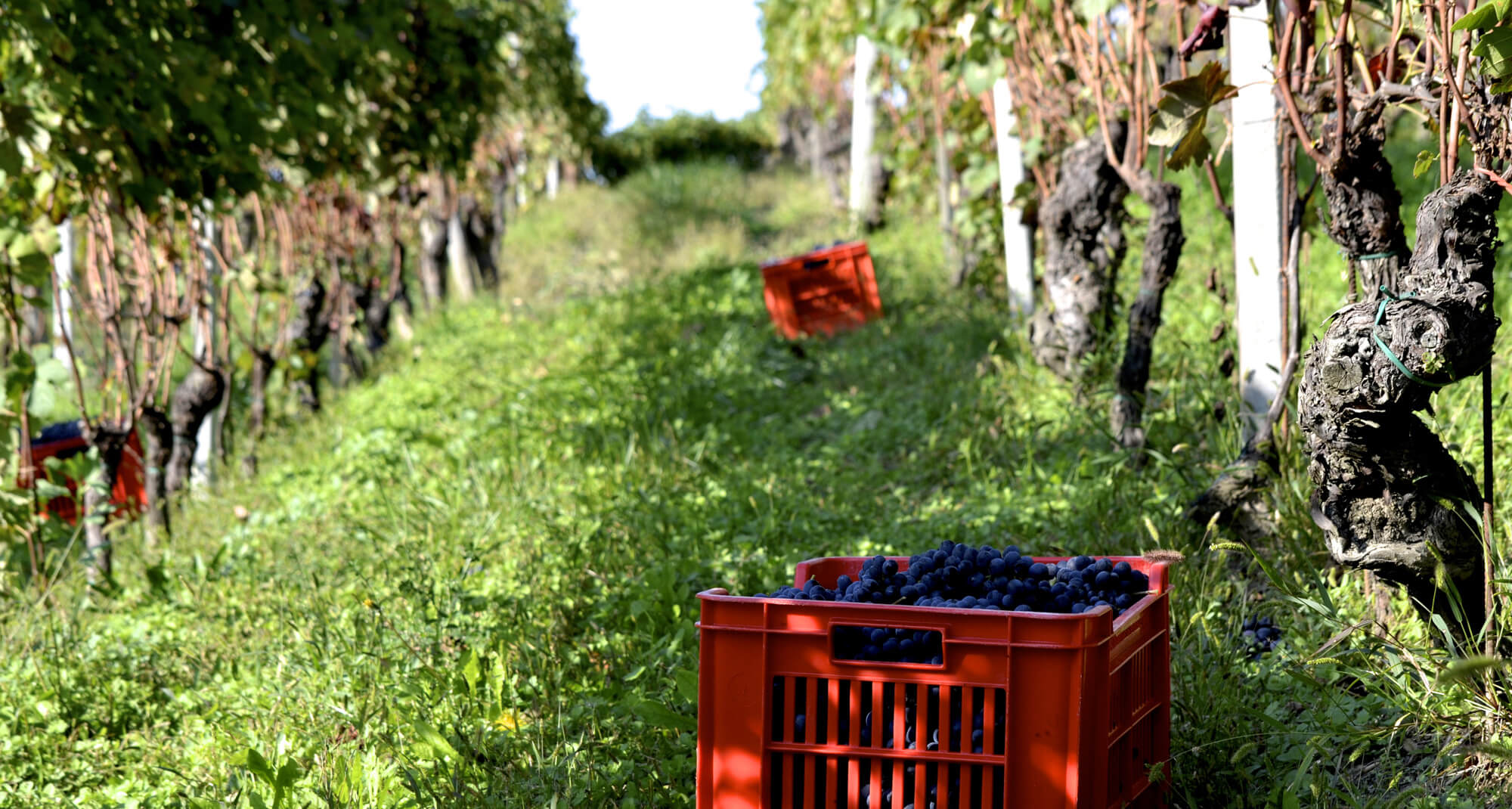 マッシモ・リヴェッティ・ヴィンヤード リヴェッティのブドウ畑