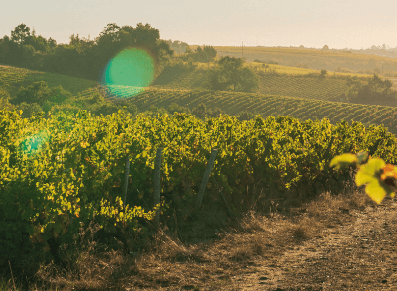 レ・カーヴ・ド・ラ・ロワール・ヴィンヤード