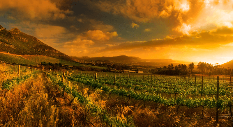 ケープ・ポイント・ヴィンヤード 朝のヴィンヤード