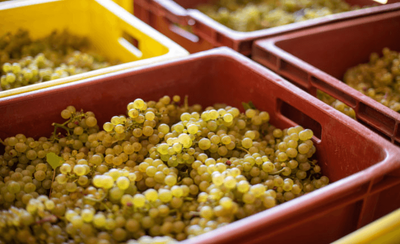 Les Grand Chais de Franceのブドウ