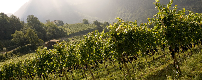 ワイナリー Castelfeder South Tyrol Vineyards