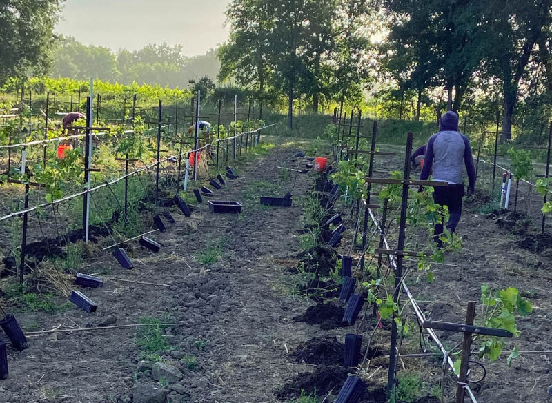 weingut-bonterra-weinberg