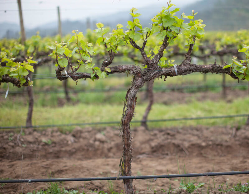 カサブランカ・ヴァレー・ヴィンヤーズ コンチャ・イ・トロ