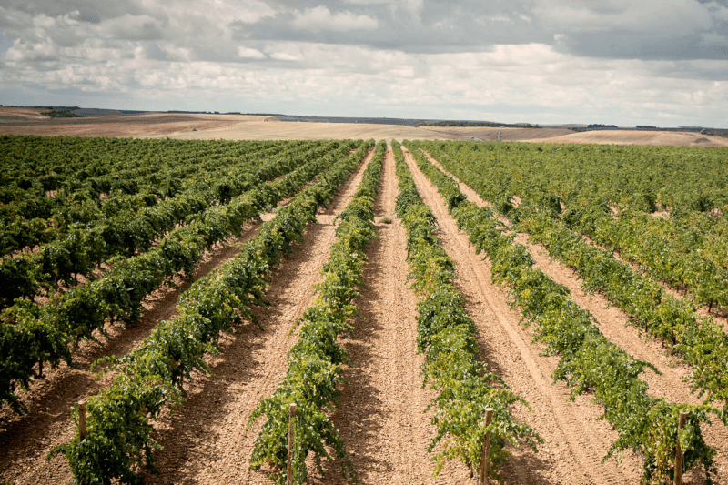 ブドウ畑を望む