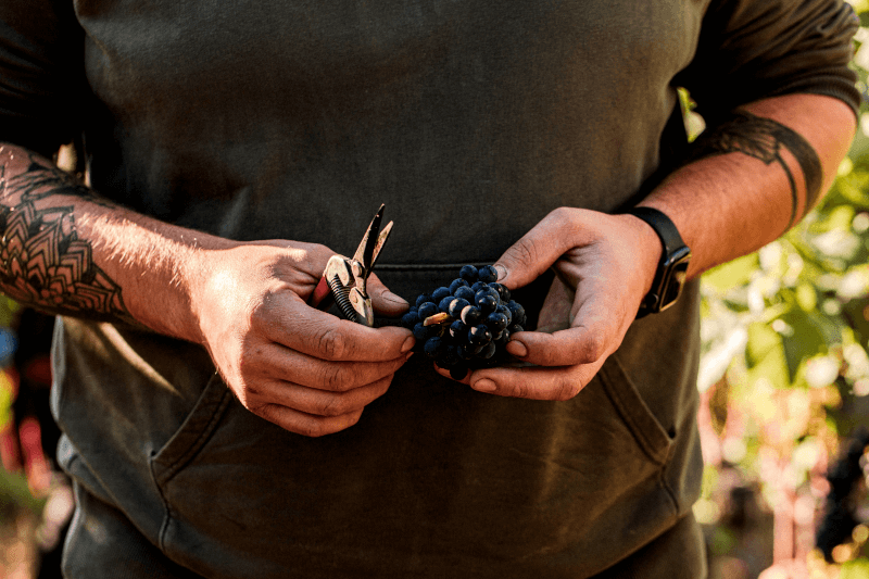 赤いブドウの手摘みを行うマルティン・メッツガー 赤いブドウの手摘みを行うマルティン・メッツガー