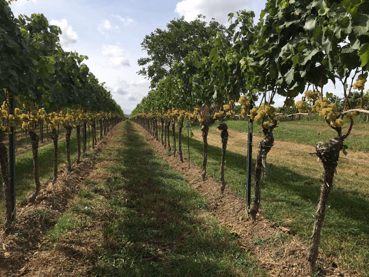 ワーゲックのシャルドネの葡萄の列