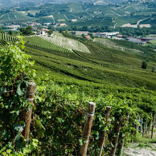 ボルゴーニョ・ワイナリーの単一畑「ファッサーティ」。