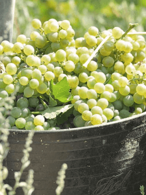 ホセ・パリエンテのベルデホ種