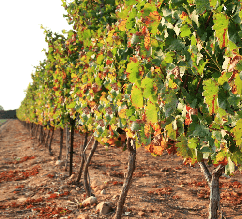 秋のレ・ジャメルのブドウ樹 秋のレ・ジャメルのブドウ樹