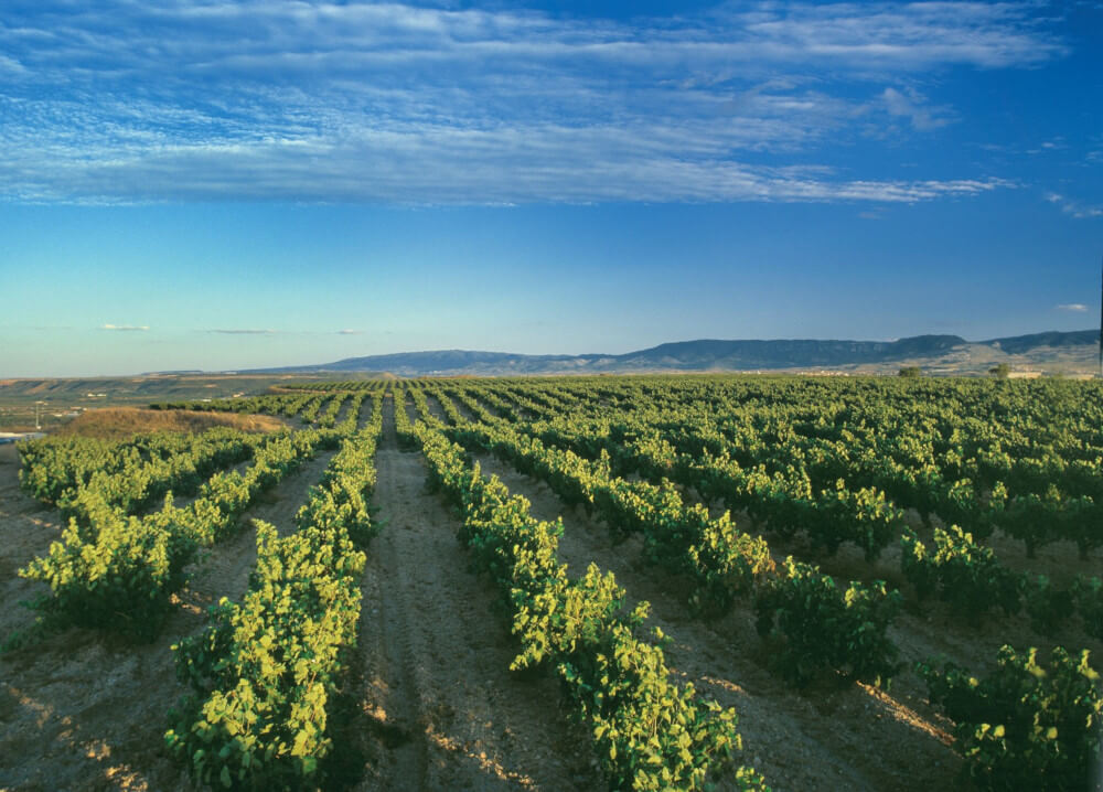 ボデガス・バルデマールのブドウ畑 ボデガス・バルデマールのブドウ畑