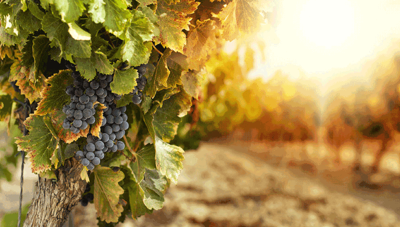 ネグレットぶどう ネグレットぶどう