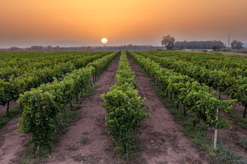 クーカスワイナリーのブドウ畑 クーカスワイナリーのブドウ畑