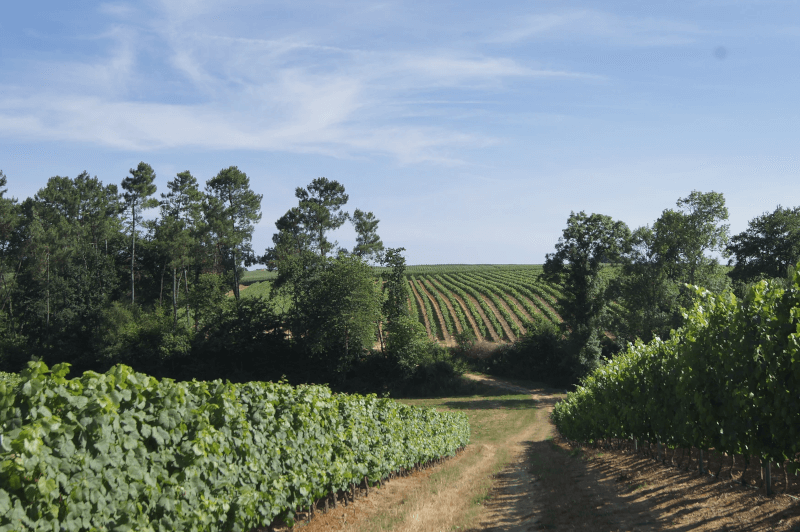 ガスコーニュ地方のドメーヌ・ラフィット