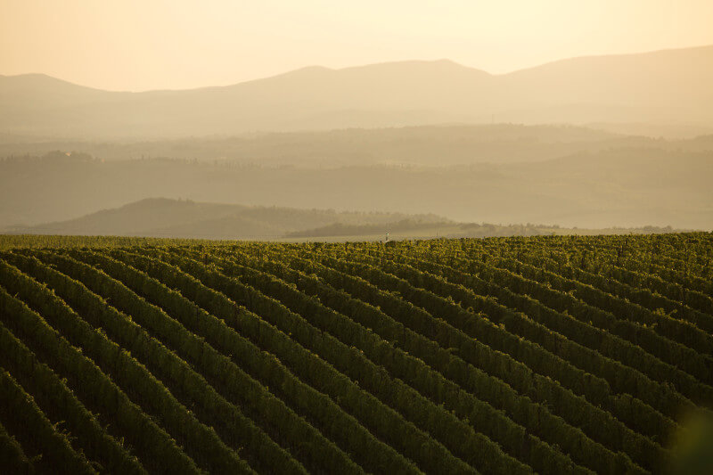 テヌータ・ルーチェのブドウ畑